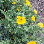 Glaucium flavum Flower