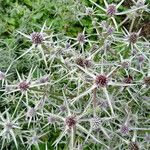 Eryngium variifolium