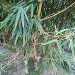 Bambusa eutuldoides Feuille