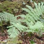 Dryopteris oligodonta Vivejo