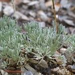 Artemisia glacialis List