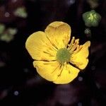 Ranunculus flabellaris Floare