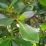 Clusia criuva Hoja