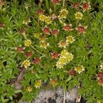 Saxifraga sedoides