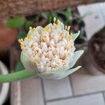 Haemanthus deformis फूल