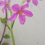 Talinum paniculatum Квітка