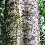 Monopteryx inpae Kabuk