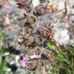 Teucrium chamaedrys Fruit