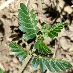 Tribulus terrestris Feuille