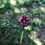 Allium vineale Květ