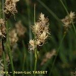 Carex divisa Blüte