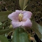 Lagunaria patersonia ফুল