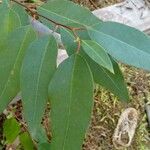 Eucalyptus robusta Лист
