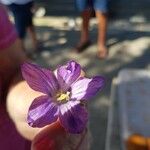 Romulea ligustica Flower