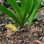 Hymenocallis latifolia Folha