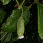 Mendoncia tonduzii Leaf