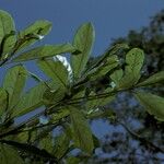 Terminalia ivorensis Yaprak