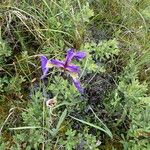 Iris setosa Habitat