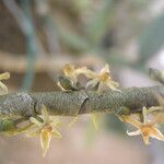 Tridactyle anthomaniaca Flor