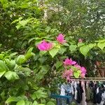 Bougainvillea glabraKwiat