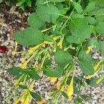 Agastache rupestris Flower