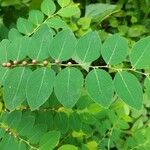 Breynia vitis-idaea List