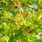 Quercus robur Flors