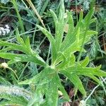 Anemone narcissiflora 葉