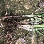 Deschampsia cespitosa Blatt