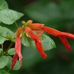 Salvia regla Lorea