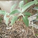 Salvia canariensis Blatt