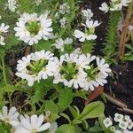 Scaevola plumieri Flower