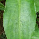 Costus pictus 葉