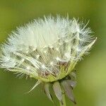 Urospermum picroides Fruit