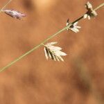 Eragrostis elongata Floare