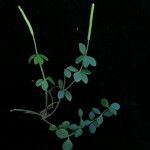 Peperomia heyneana Hábito