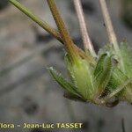 Erodium daucoides Fruit
