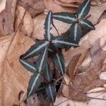 Chimaphila maculata Leht