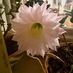 Echinopsis oxygona Flor