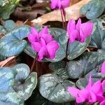 Cyclamen coum Цветок