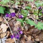 Lathyrus vernusBlomma