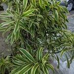 Dracaena reflexa Ліст