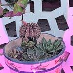 Gymnocalycium anisitsii Flor