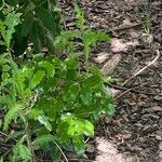 Berberis pinnata Ліст