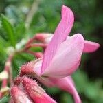 Ononis fruticosa Flower