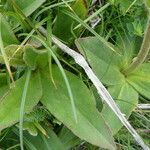 Arnica montana Feuille