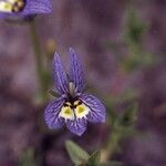 Downingia insignis Flower