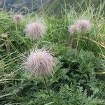 Anemone baldensis Flower