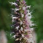 Agastache urticifolia ফুল