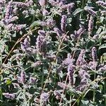 Mentha longifolia Flors